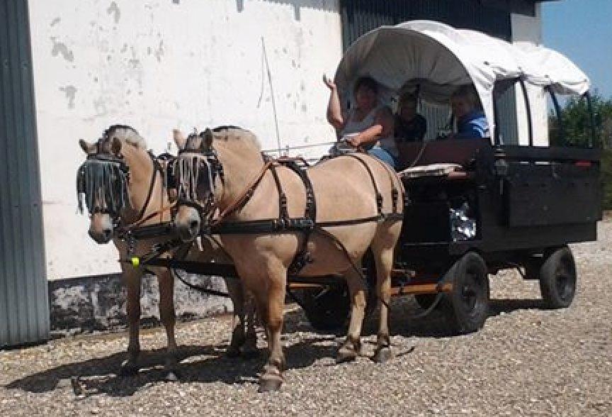 Fjordhest Bella (Død d.19-02 2014) billede 20