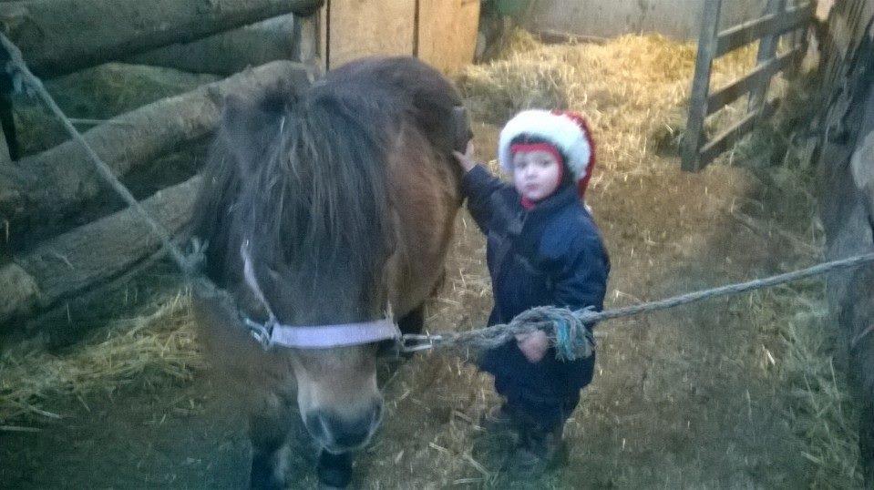 Shetlænder Sofia Karstin billede 6