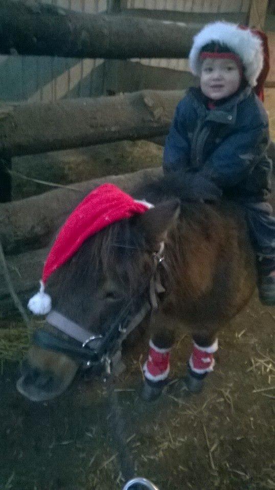 Shetlænder Sofia Karstin billede 7