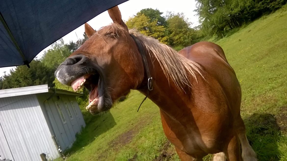 Jyde Virkelysten´s Simon (Solgt) billede 1