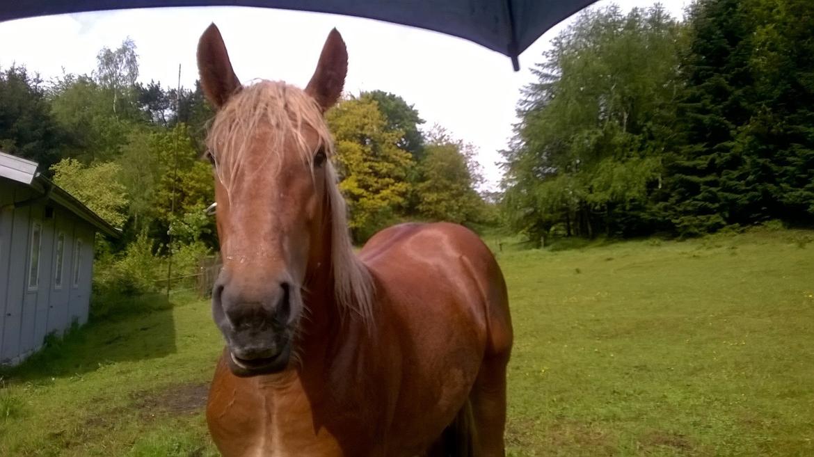 Jyde Virkelysten´s Simon (Solgt) billede 9