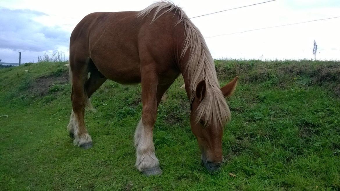 Jyde Virkelysten´s Simon (Solgt) billede 3