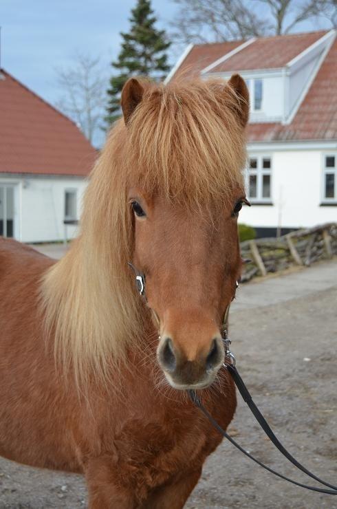 Islænder Kylja degnehuset billede 1