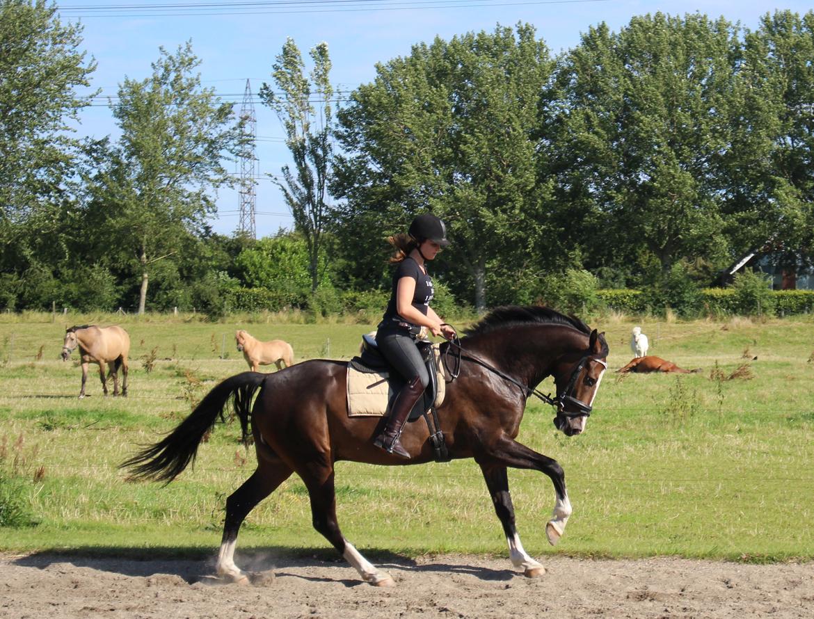 Hollandsk Varmblod Cor De Leandre billede 15