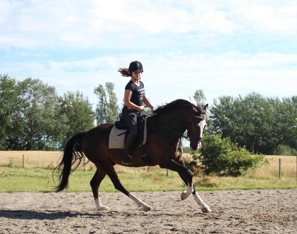 Hollandsk Varmblod Cor De Leandre billede 4