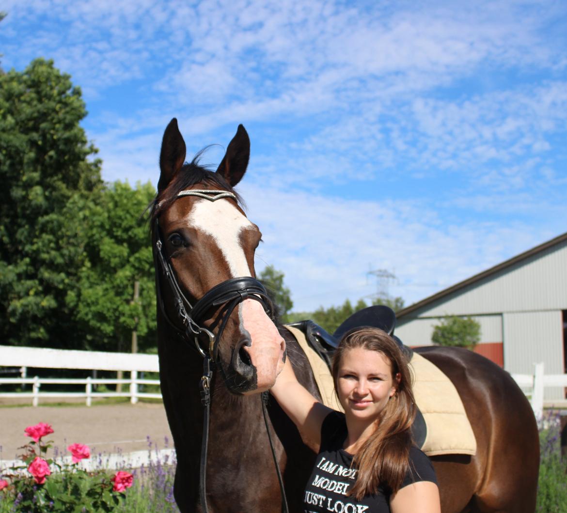 Hollandsk Varmblod Cor De Leandre billede 16