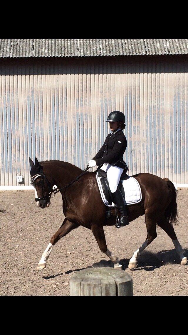 New Forest Ygor [1/3 A PONY] FORESALE  billede 9