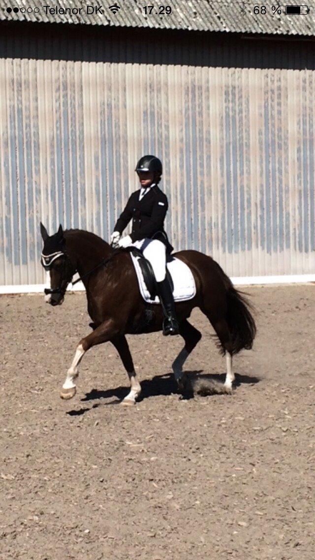 New Forest Ygor [1/3 A PONY] FORESALE  billede 16