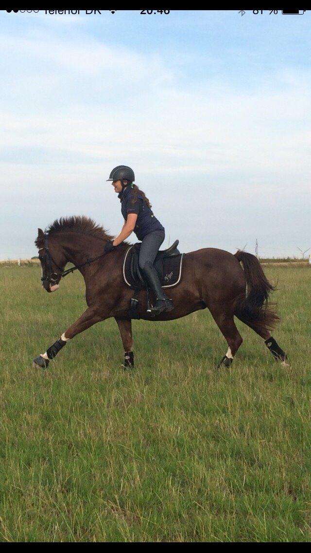 New Forest Ygor [1/3 A PONY] FORESALE  billede 4