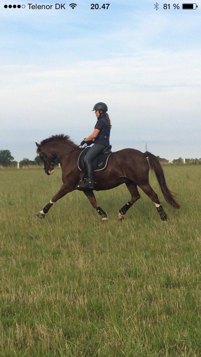 New Forest Ygor [1/3 A PONY] FORESALE  billede 6