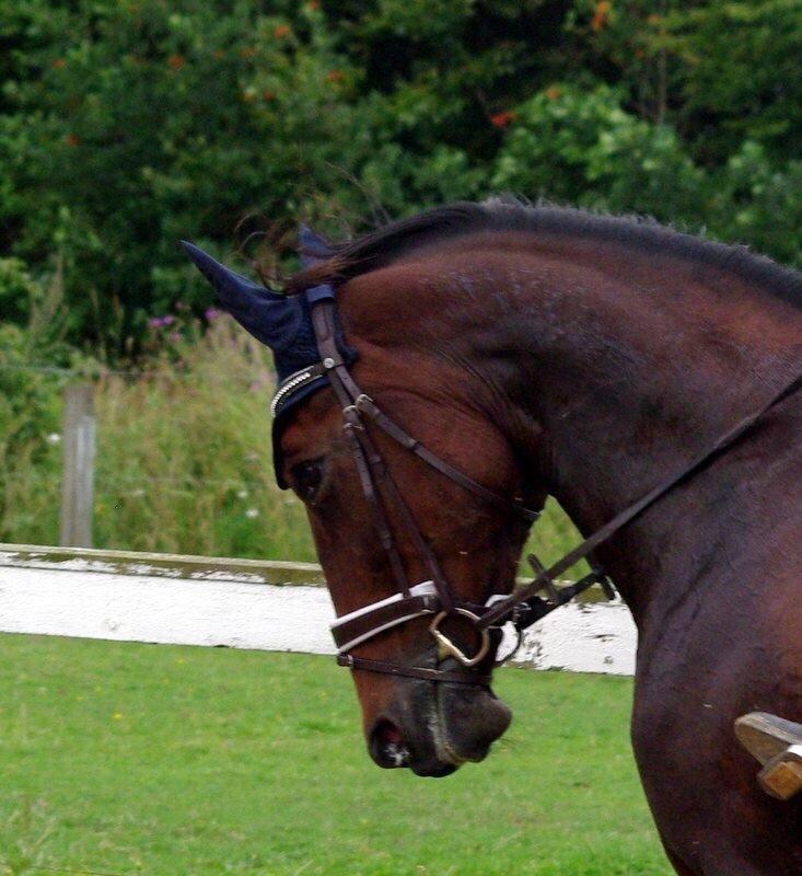 Traver Donna (prima Donna) billede 3