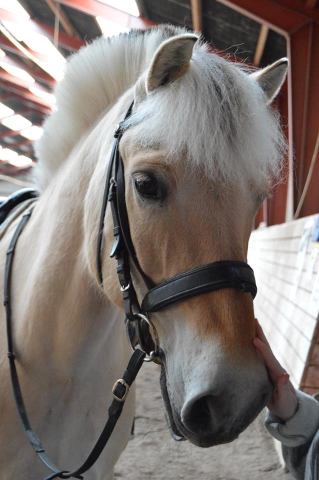 Anden særlig race R.I.P værtens beste pony Polle<3<3 billede 10