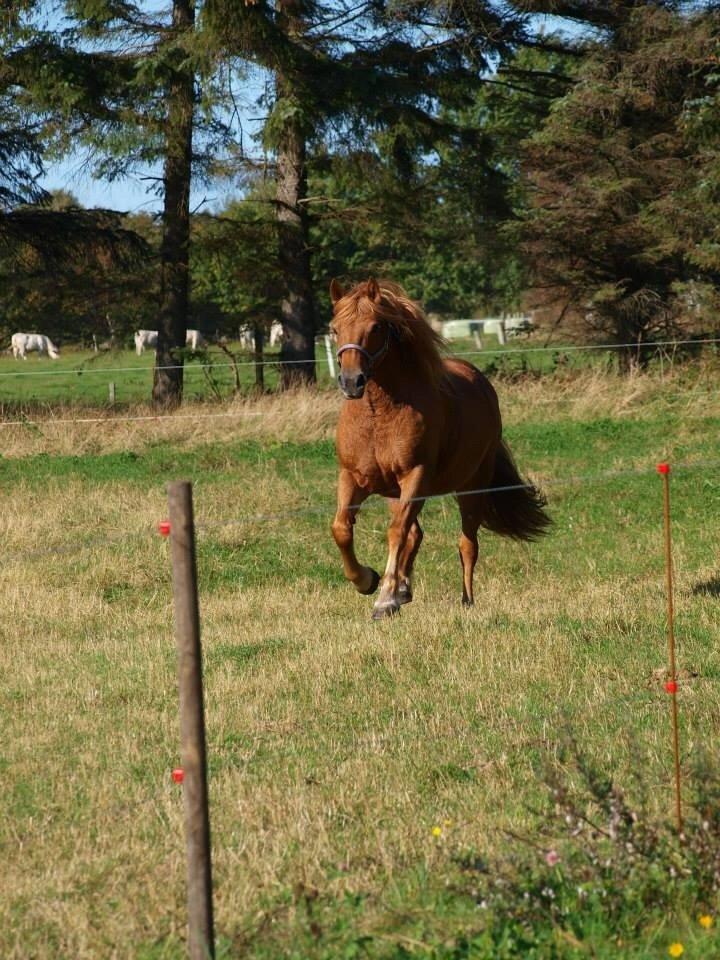 Anden særlig race Frida billede 1