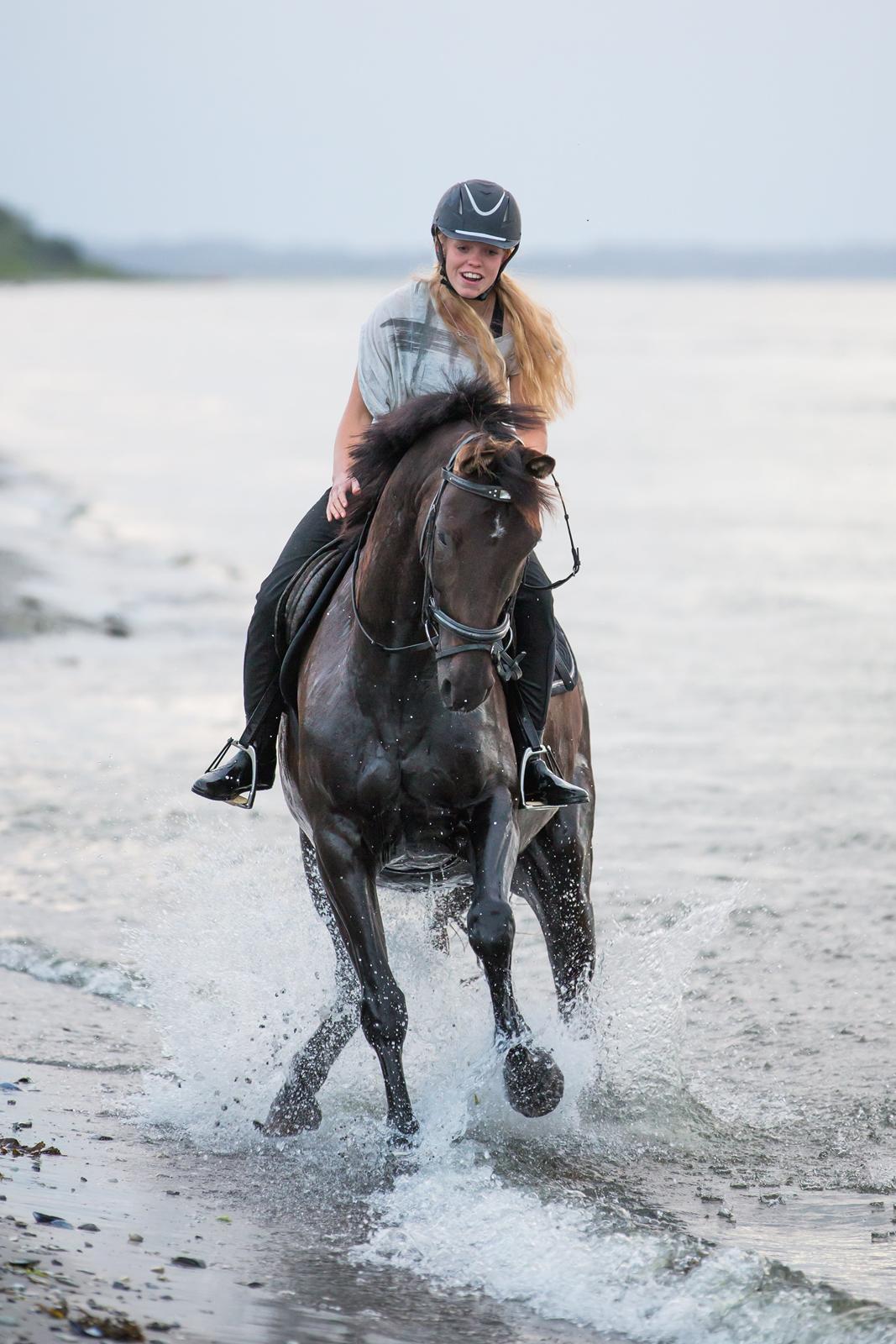 Hannoveraner Daphne kild billede 1