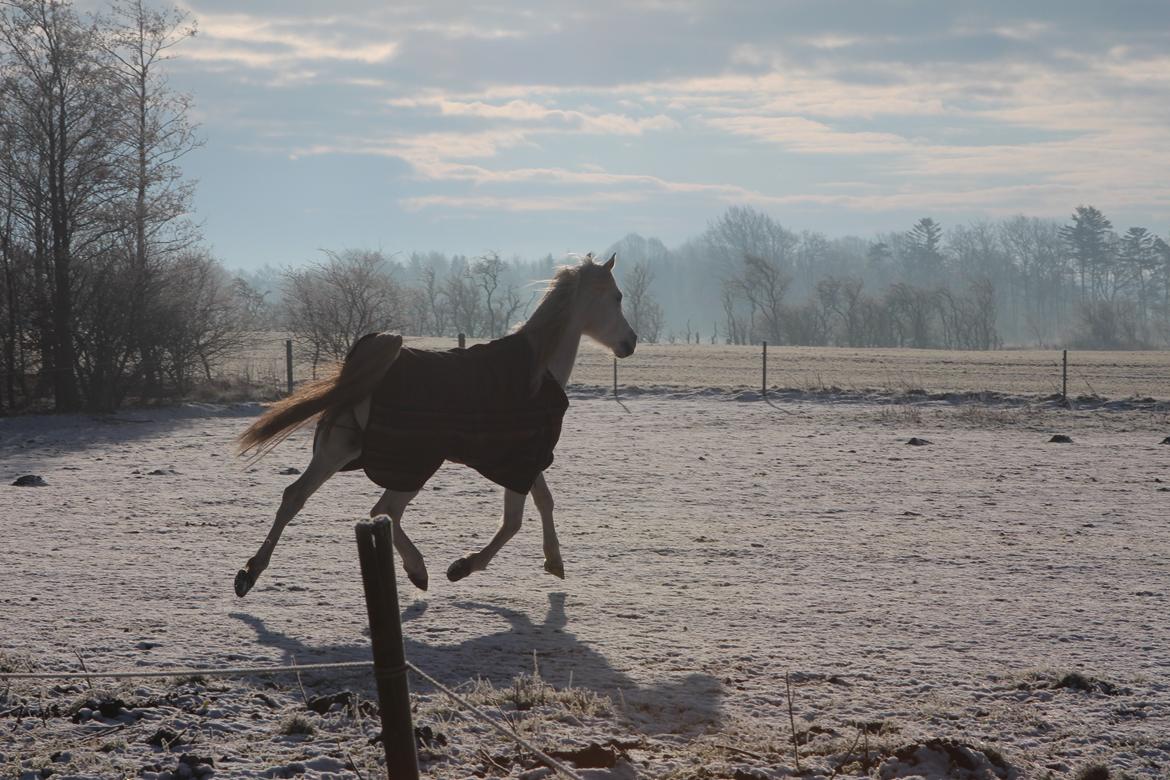 Arabisk fuldblod (OX) WISDOMS WEEDAA  - Vinter 2014 billede 2