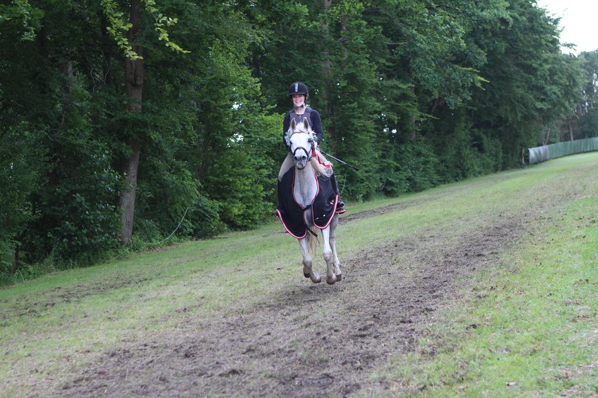 Arabisk fuldblod (OX) WISDOMS WEEDAA  - Laura og Weedaa vinder Asaaløbet i 2015, meget stolt søster og hesteejer! billede 3