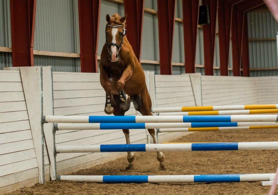 Arabisk fuldblod (OX) HO-Cosmos Jack billede 3