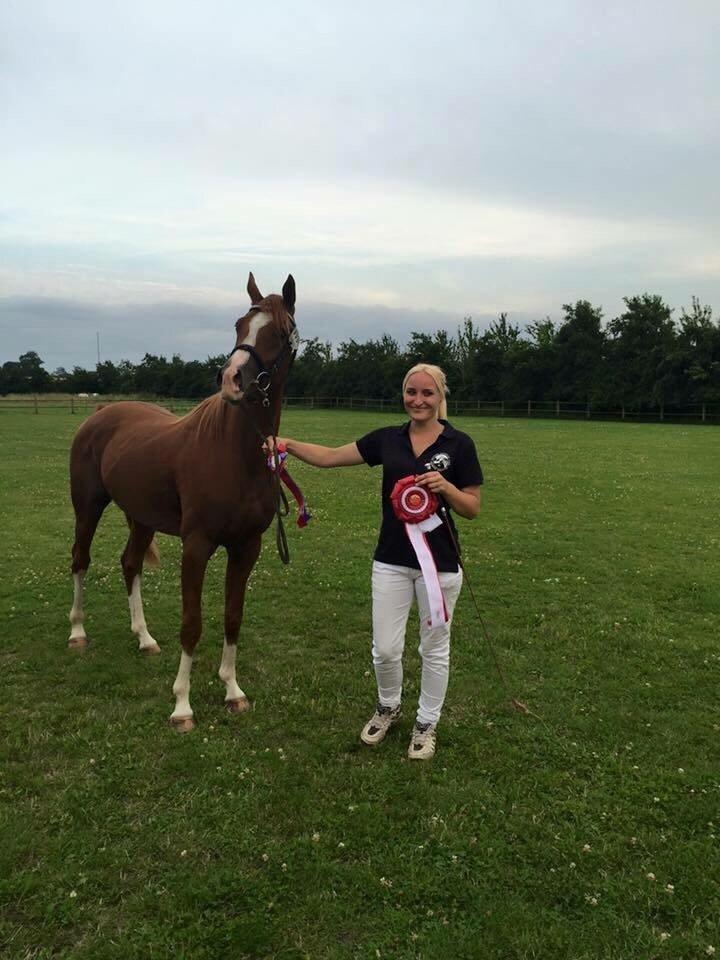 Arabisk fuldblod (OX) HO-Cosmos Jack billede 6