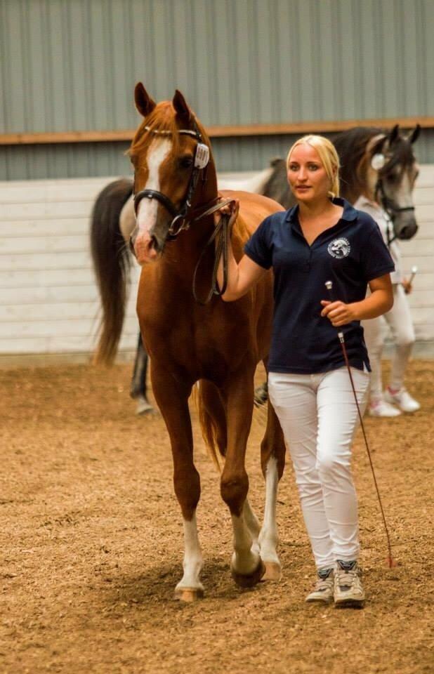 Arabisk fuldblod (OX) HO-Cosmos Jack billede 7