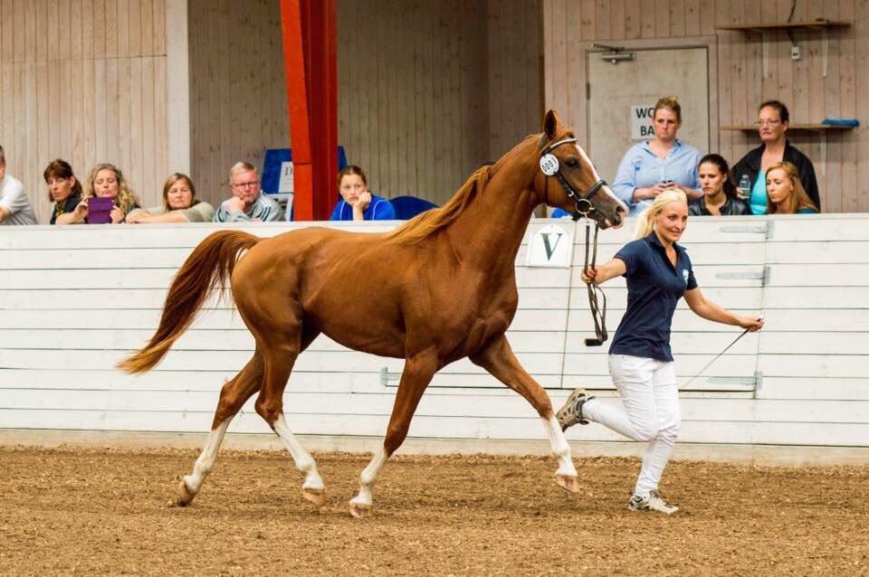 Arabisk fuldblod (OX) HO-Cosmos Jack billede 8