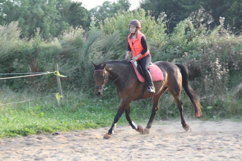 Hannoveraner Flower Girl billede 6