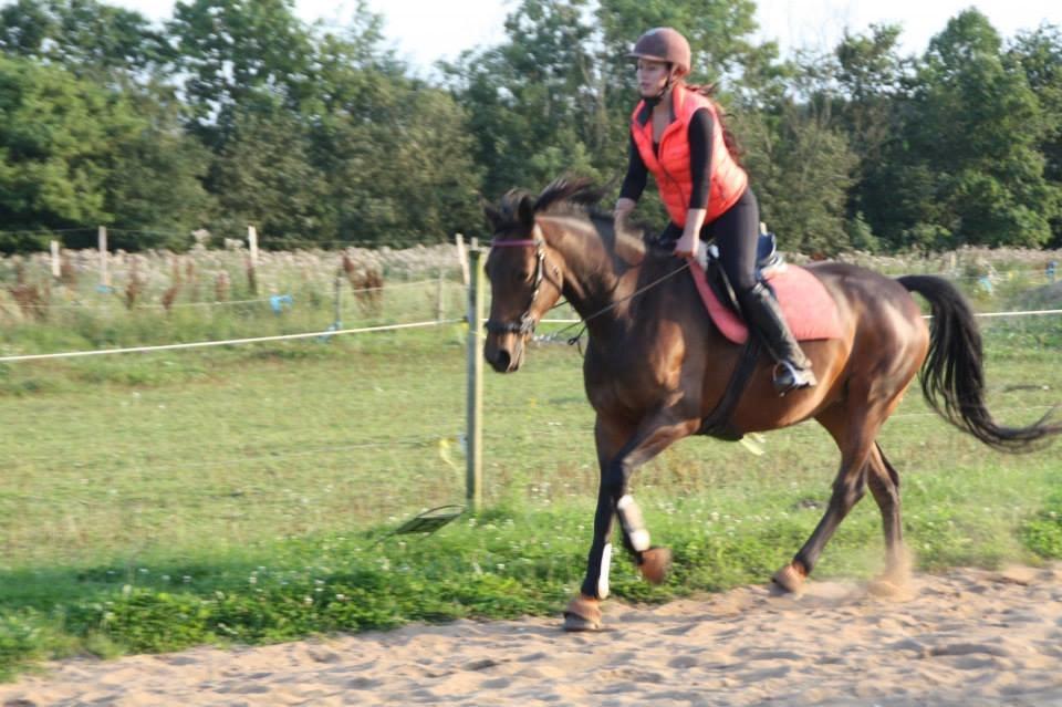 Hannoveraner Flower Girl billede 10