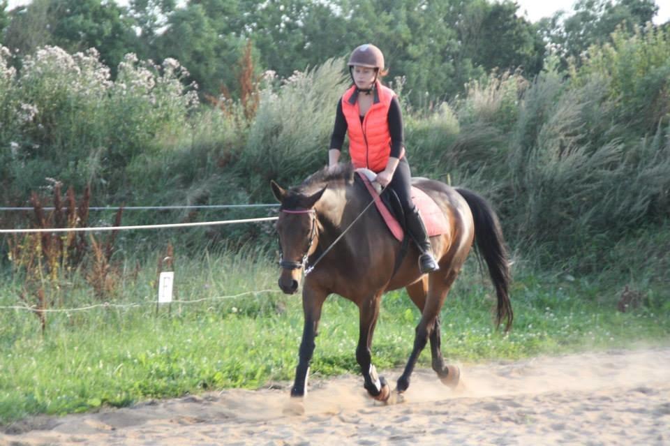 Hannoveraner Flower Girl billede 14