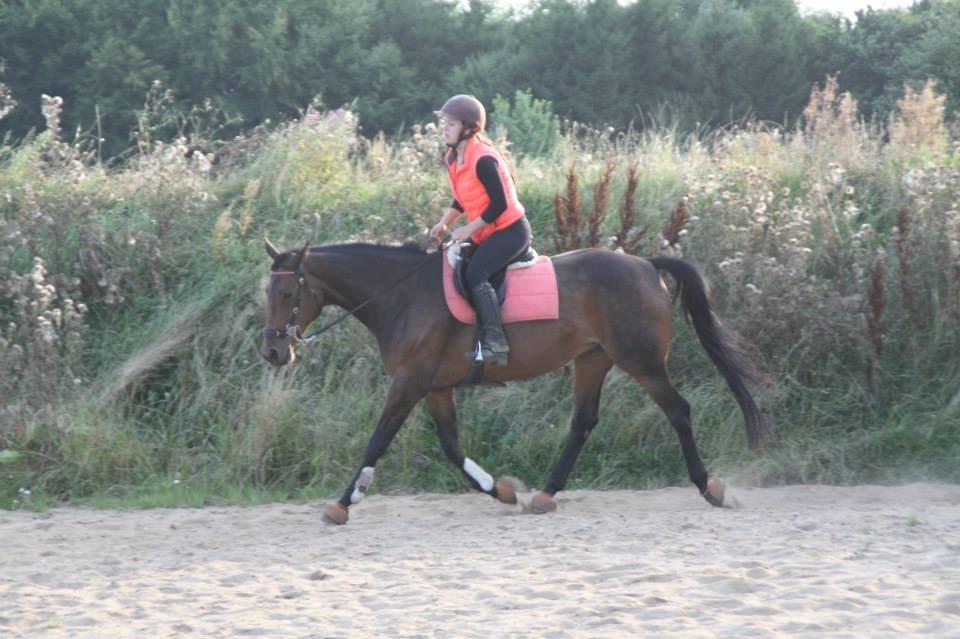 Hannoveraner Flower Girl billede 17