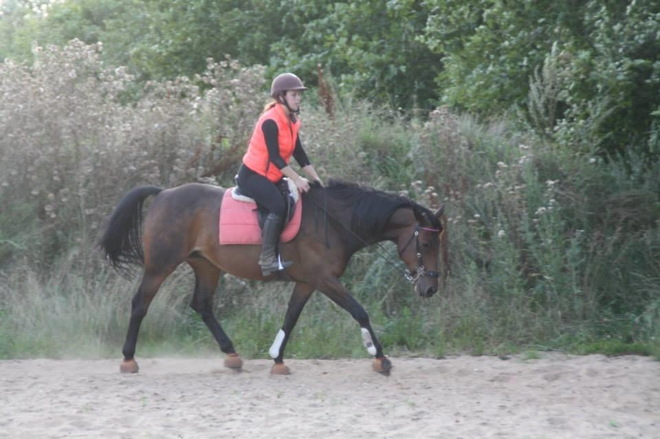 Hannoveraner Flower Girl billede 8