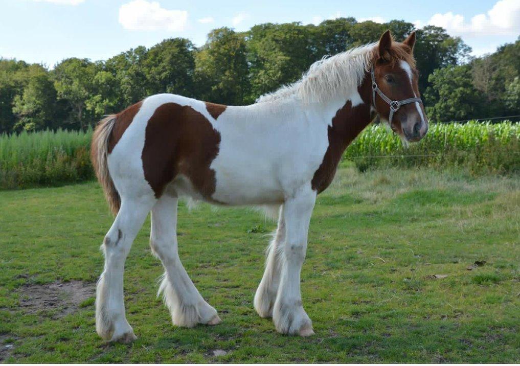 Tinker Satin's Gevalia  billede 2