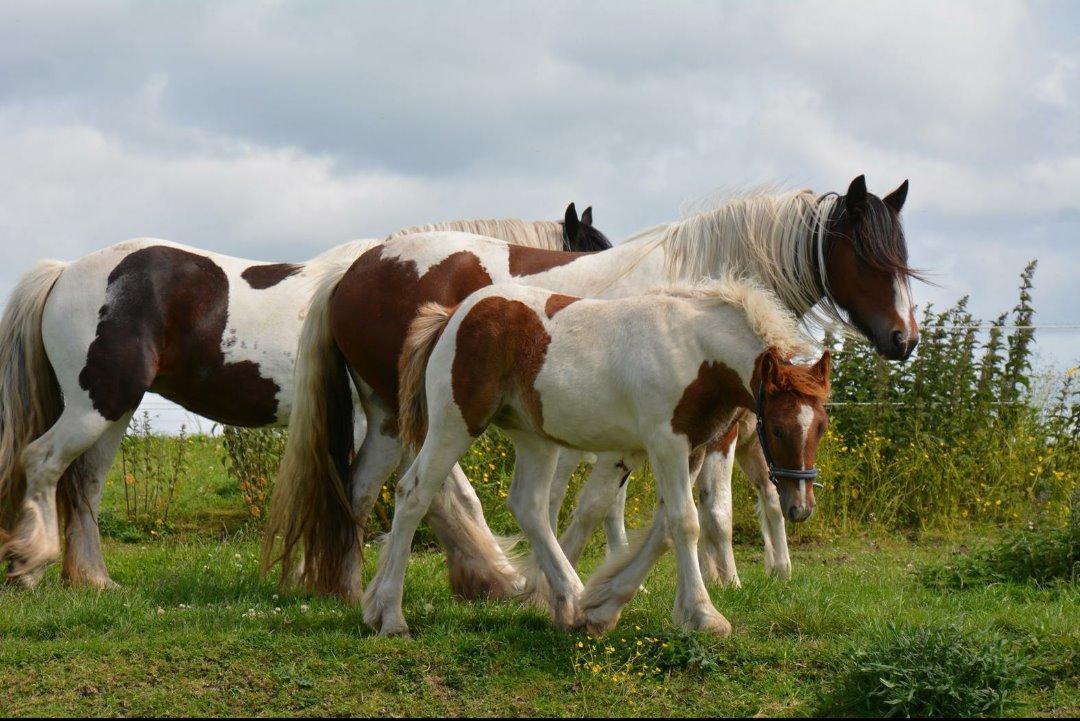 Tinker Satin's Gevalia  billede 5