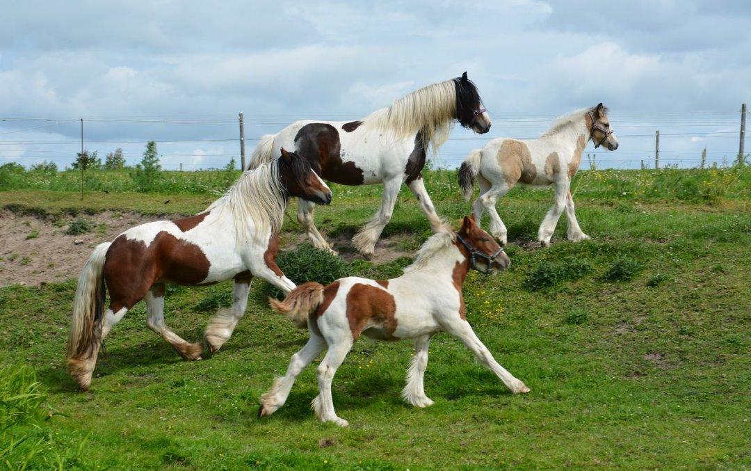 Tinker Satin's Gevalia  billede 7