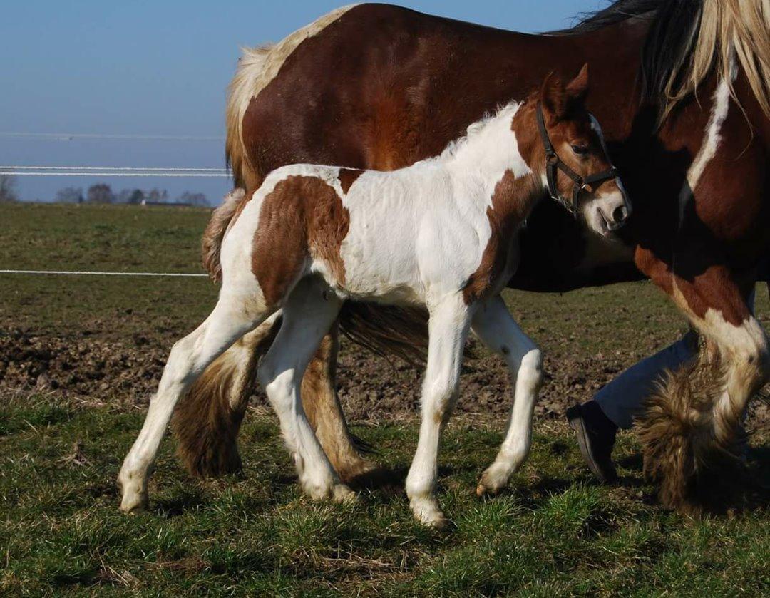 Tinker Satin's Gevalia  billede 8