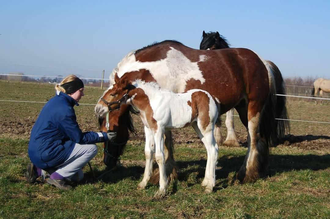 Tinker Satin's Gevalia  billede 9
