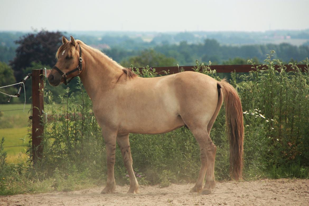 Anden særlig race Stald ax golden extreem billede 2