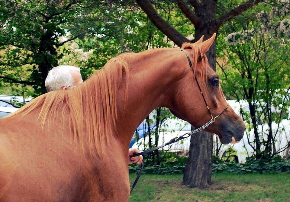 Arabisk fuldblod (OX) HO-Cosmos Jack billede 10