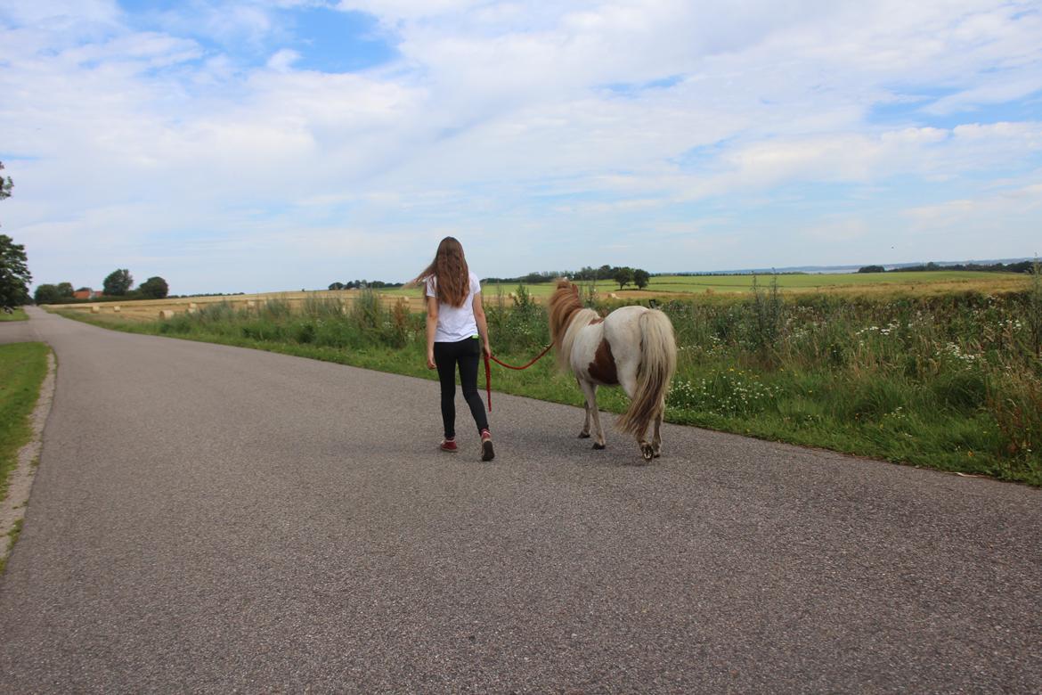 Shetlænder Tulle billede 19