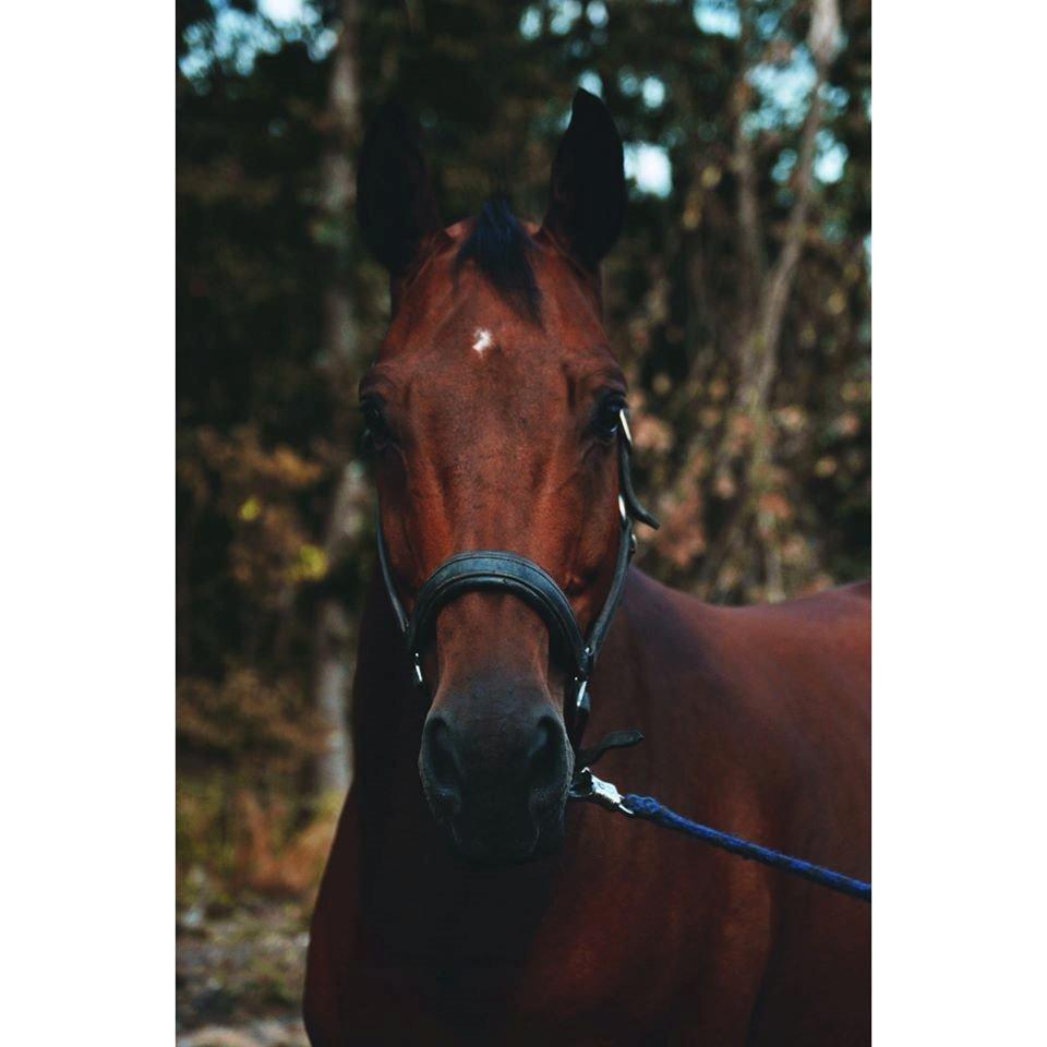 Dansk Varmblod Stanley billede 13