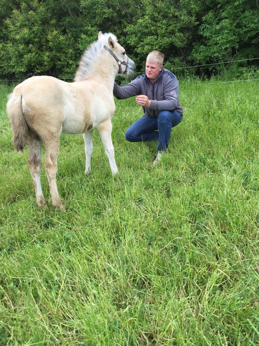 Fjordhest Mellerupgods Annabel <3 billede 3