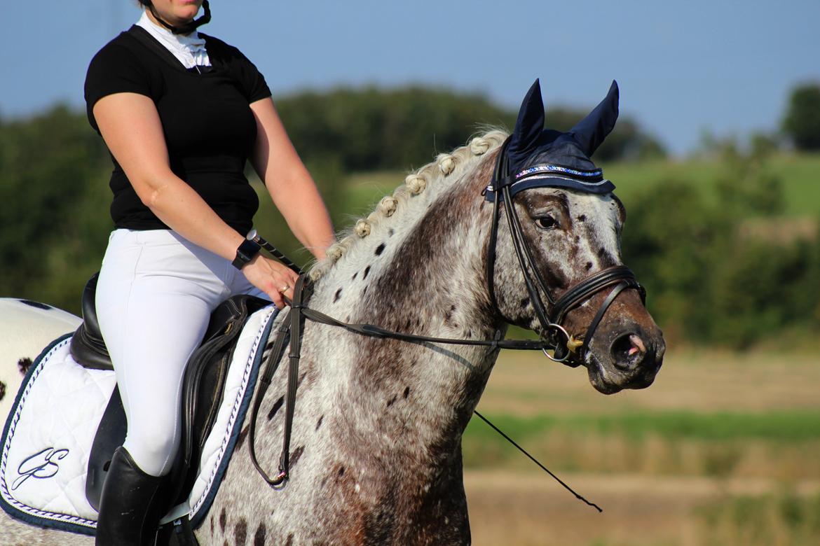 Knabstrupper Sartors Simply the Best billede 18