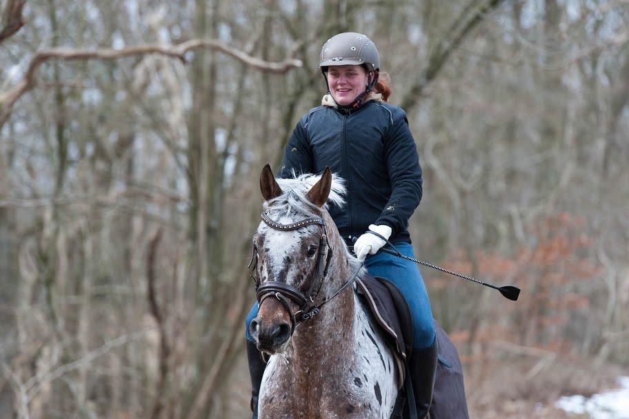 Knabstrupper Sartors Simply the Best billede 20