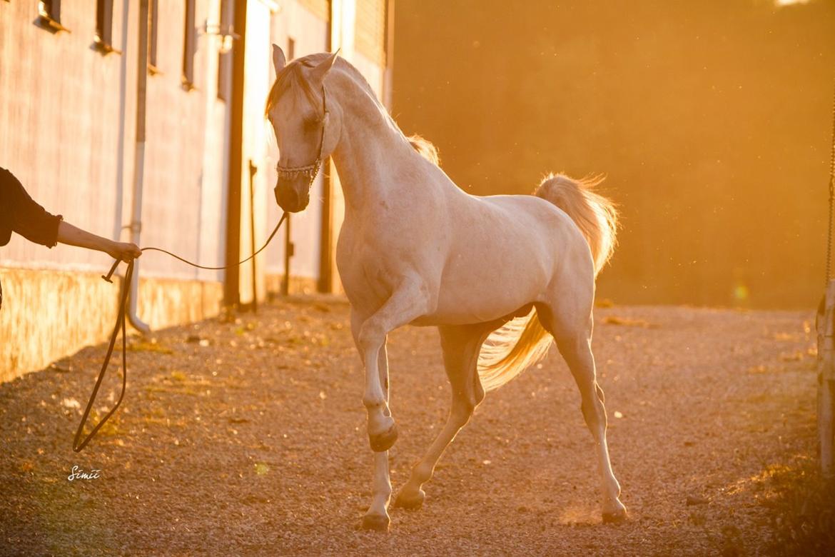 Arabisk fuldblod (OX) KI El Shaklero - 20.08.15 billede 2