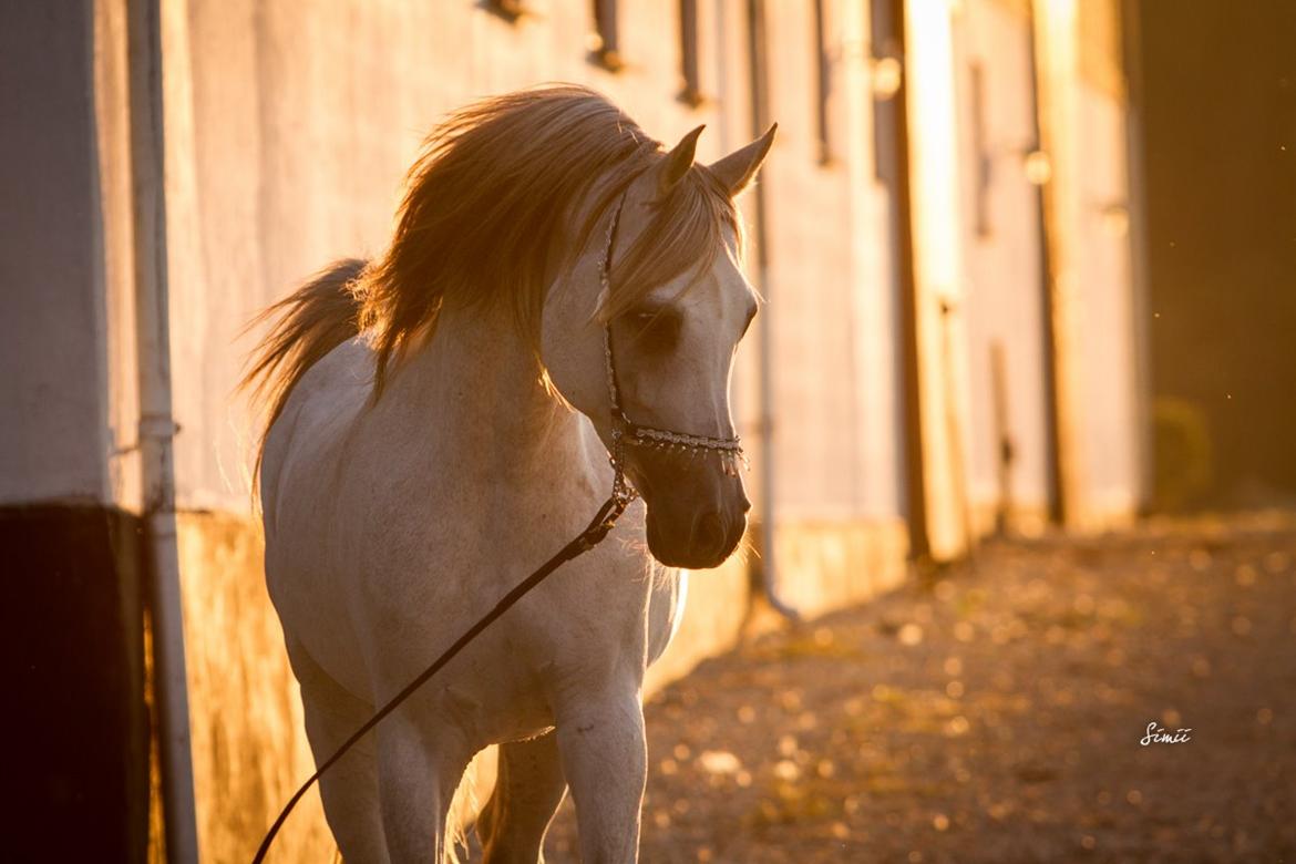 Arabisk fuldblod (OX) KI El Shaklero - 20.08.15 billede 1