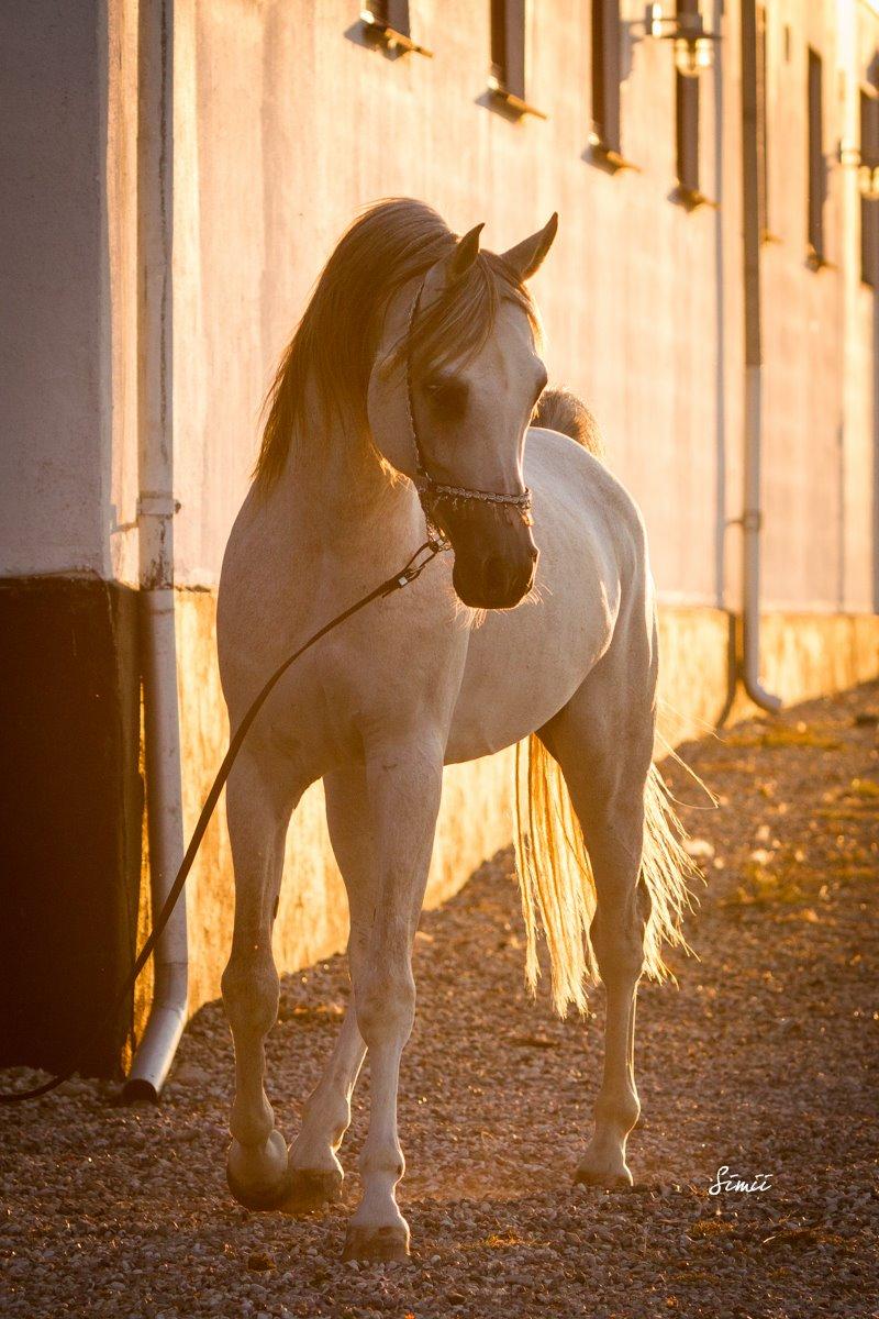 Arabisk fuldblod (OX) KI El Shaklero - 20.08.15 billede 3