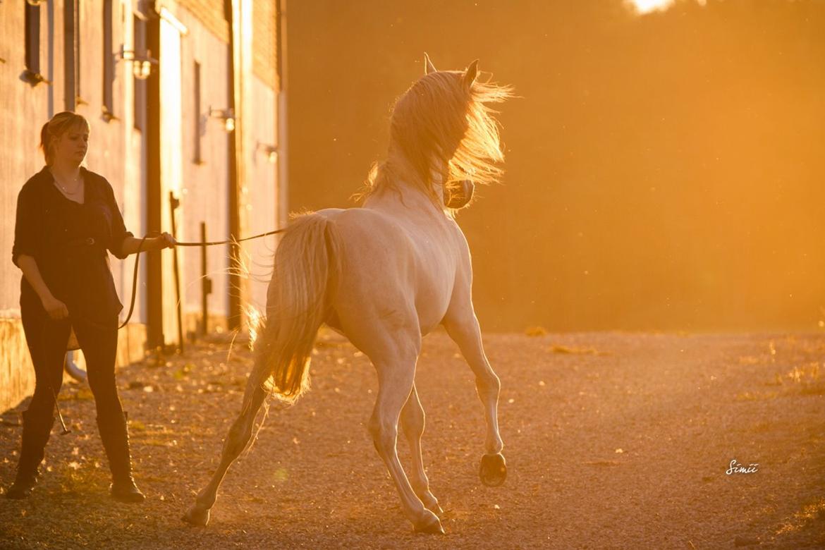 Arabisk fuldblod (OX) KI El Shaklero - 20.08.15 billede 4