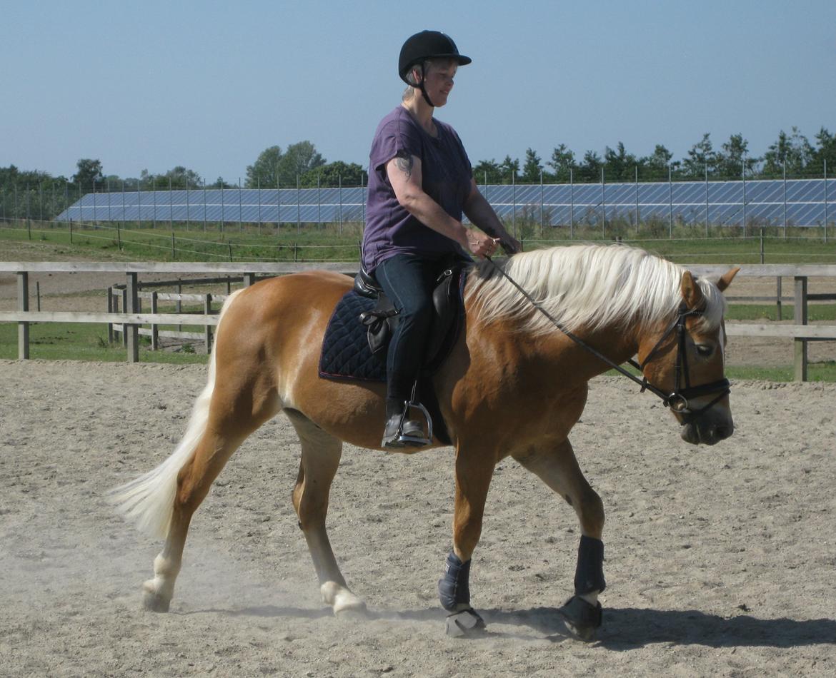 Haflinger Nebiolo billede 2