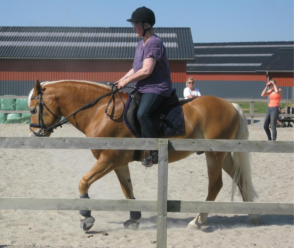 Haflinger Nebiolo billede 3