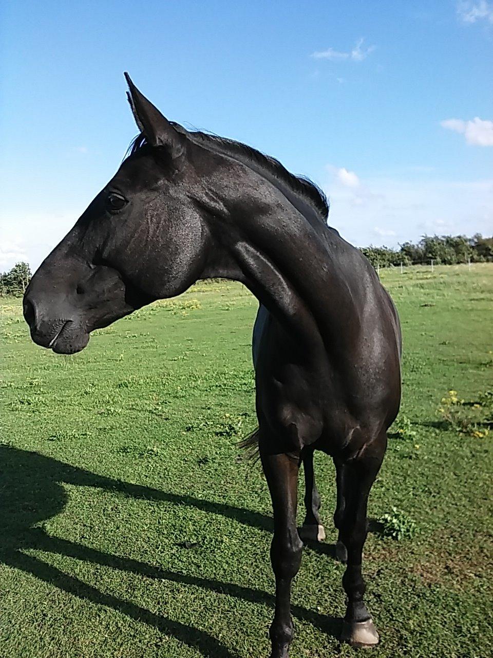Anden særlig race Meesei  billede 2