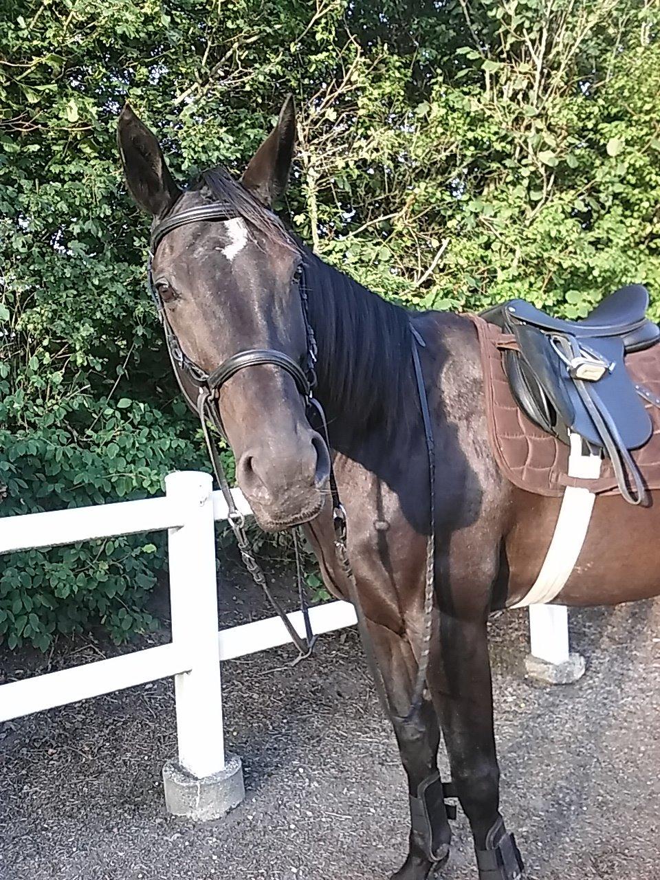 Anden særlig race Meesei  billede 4