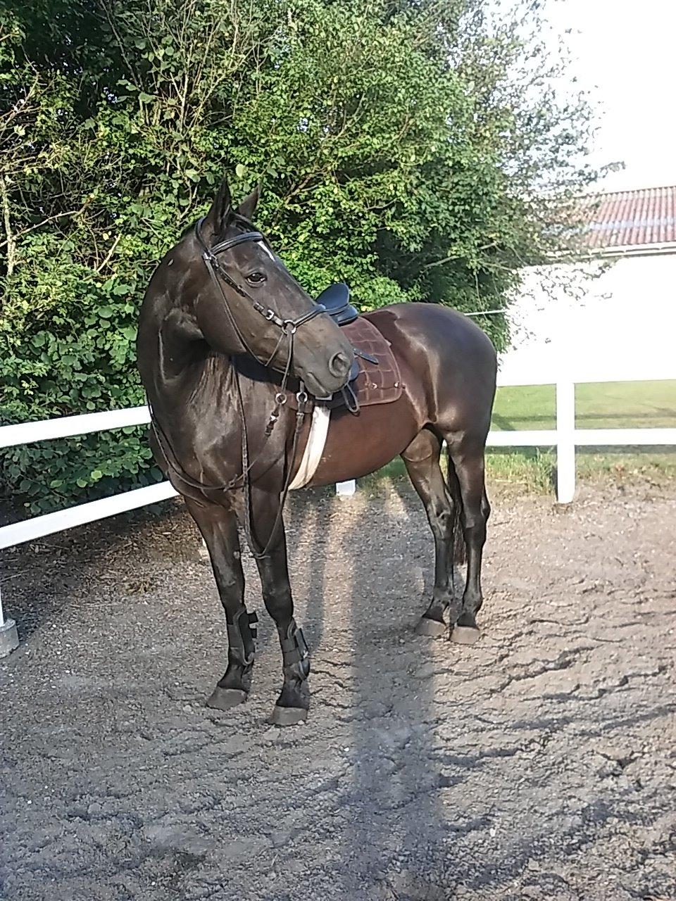 Anden særlig race Meesei  billede 5